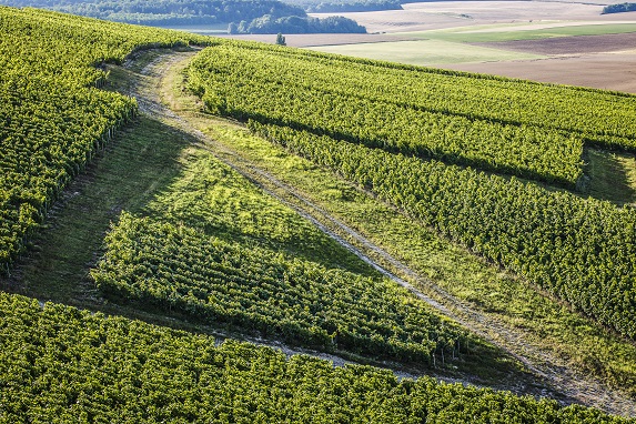 Vigne de Urville